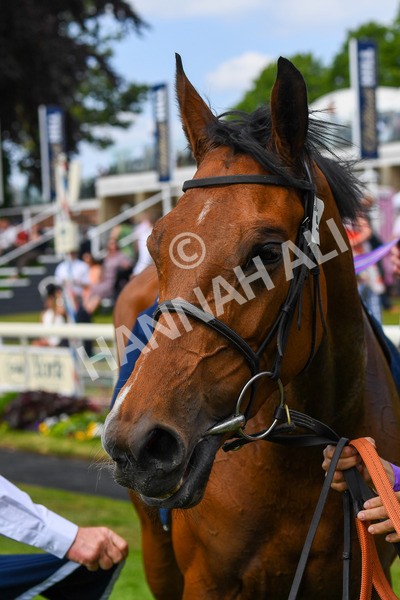 270523-Race 4-River of Stars-0628 - Race 4 3.15pm William Hill Bronte Cup Fillies' Stakes