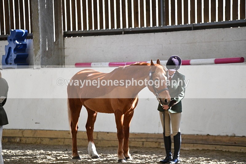 WJ5_4451 - Class 6 In hand M&M - Large Breeds