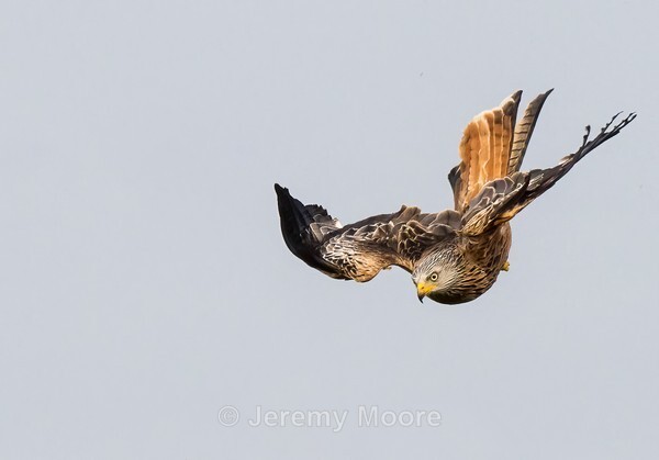 W7 - Welsh Wildlife p/c catalogue