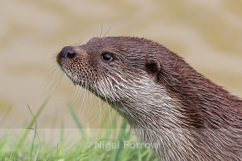 Close-up portrait of Eurasian Otter - Otter
