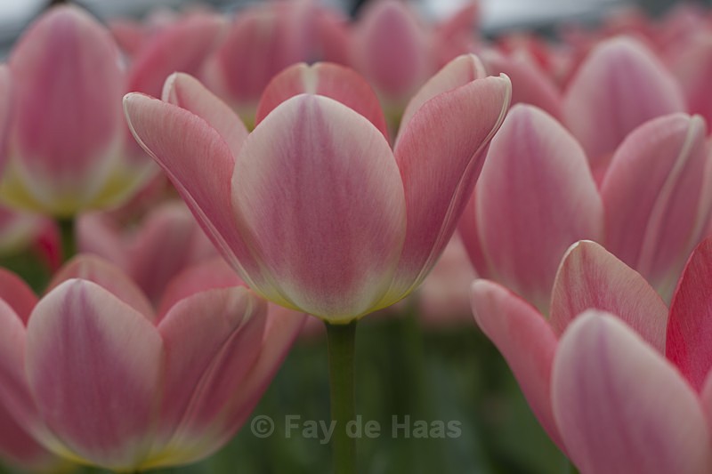  - Spring's Delights