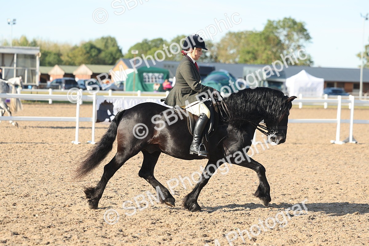 SBM_11023 - Class 302 - Ridden M&M Large Breeds