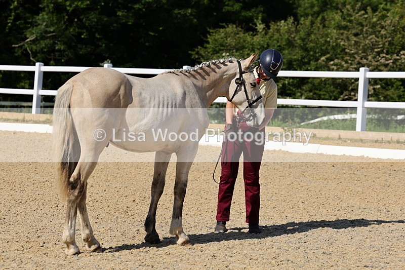 1X9A0771 - Class 4: Youngstock 1, 2, 3 year old to exceed 153cm