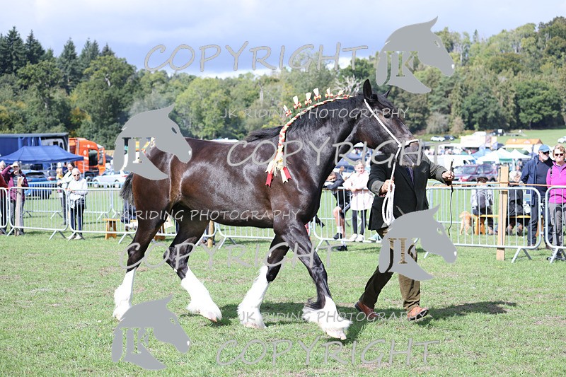 APP_3210 - Class 3 Youngstock