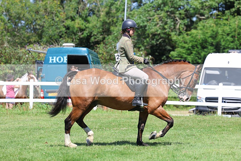 3E7A9130 - Working Hunter Championship