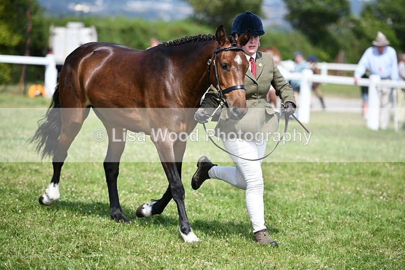 DSC_8386 - Class 68: Part Bred In Hand M & M