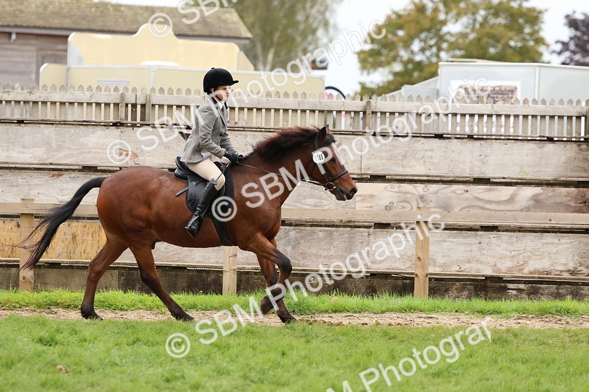 SBM_69619 - S62 - Mountain & Moorland Ridden Large Breeds