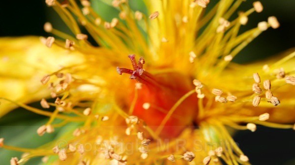 Hypericum Alien” - MACRO & CLOSE UPS