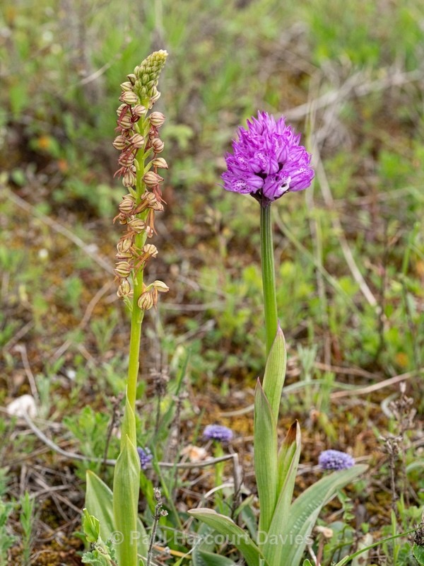  - Wild Orchids - 1