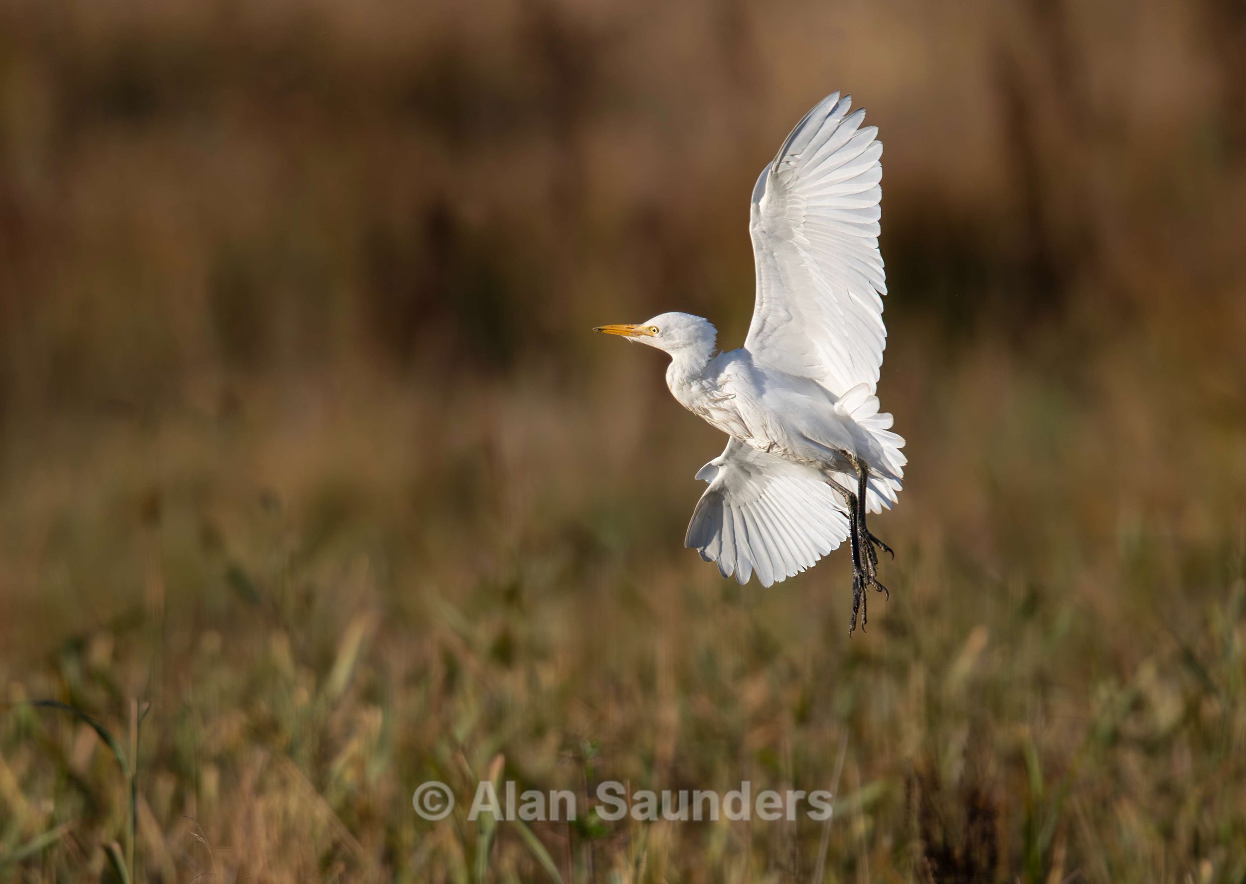 Cattle Egret 2