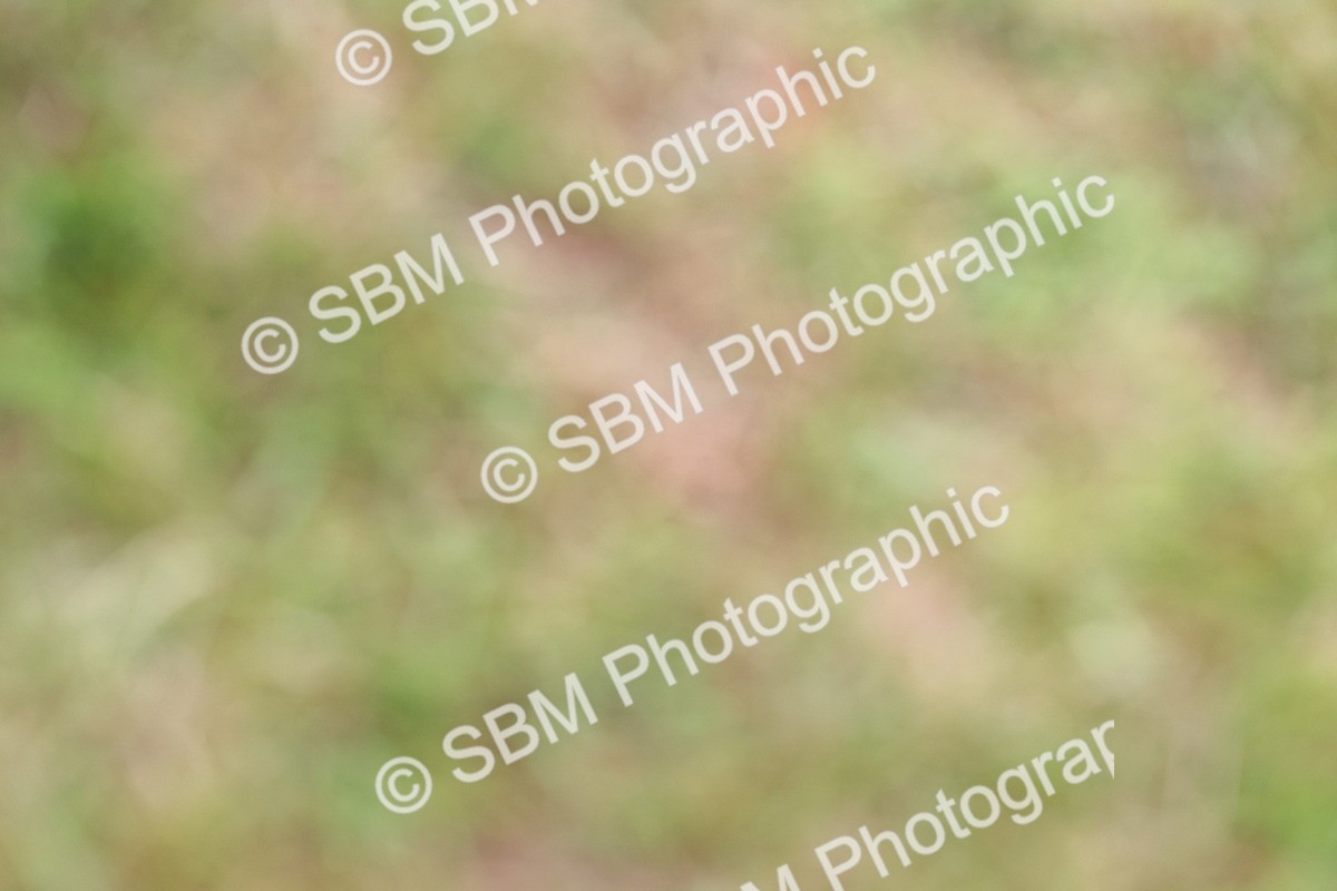 SBM_08882 - Class 42-43 - LIHS BSPS Heritage Working Sports Pony