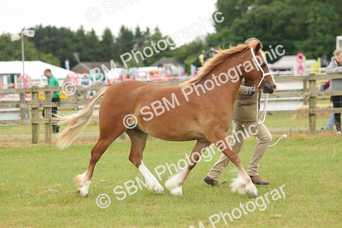 SBM_02344 - Class 50-57 - M&M Welsh Pony In Hand