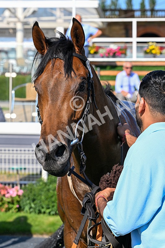 100726-Race 6-Ziggys Triton-0792 - Race 6 17.05pm William Hill Keep Your Raceday Positive Handicap
