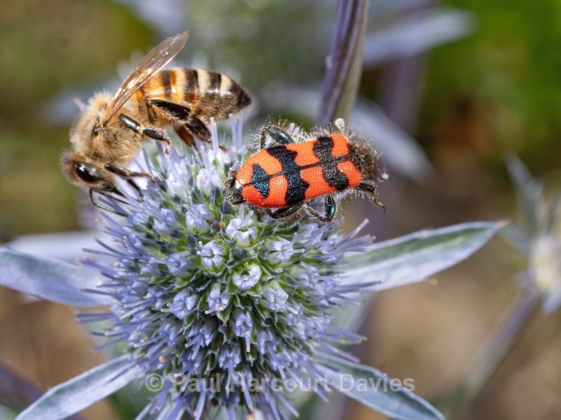 Checkered beetle (Trichodes alvearius) with honey bee (Apis mellifera) - Ten Metres from Home 1.  (2020)