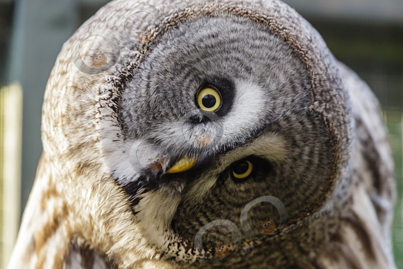 great grey owl stryx nebulosa-0633 - Owls of the World