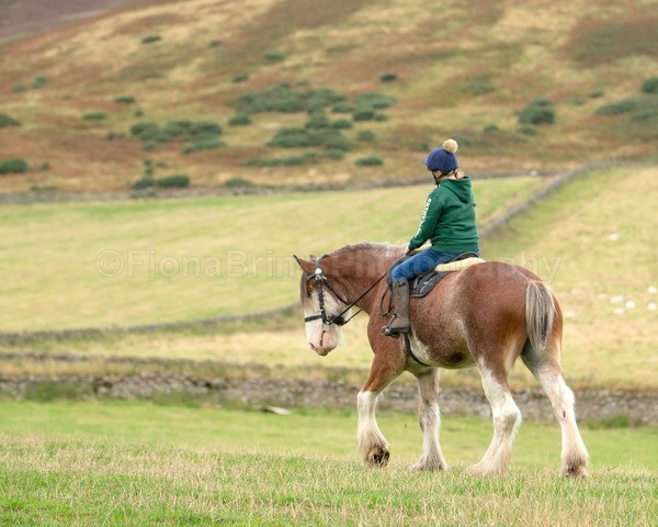 Dionne-12 - DGClydesdales