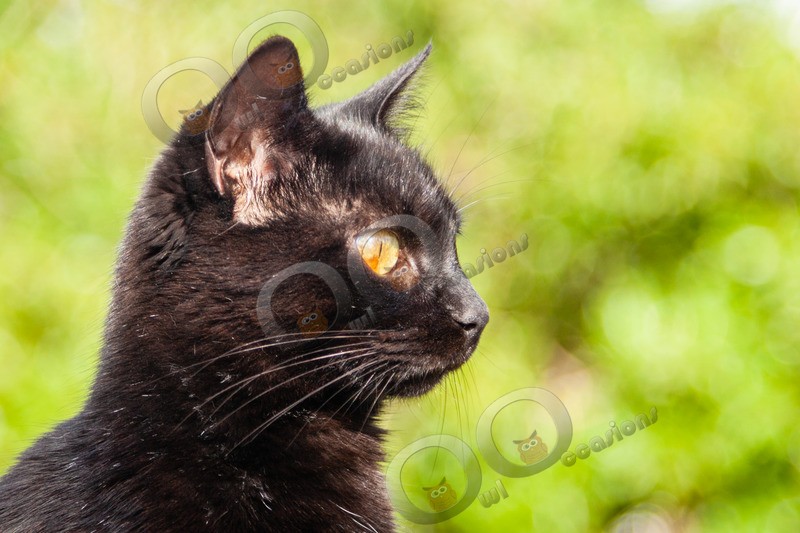 Cat domestic-5532 - Pet Photography