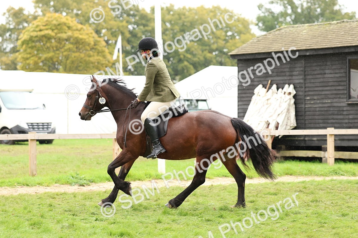 SBM_69609 - S62 - Mountain & Moorland Ridden Large Breeds