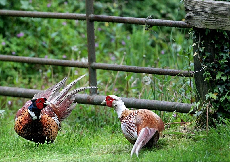 Fighting Pheasants,County Louth - Birds