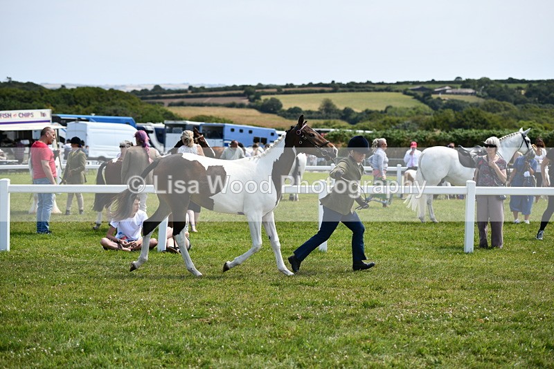 DSC_7481 - Class 63: Coloured Horse Youngstock