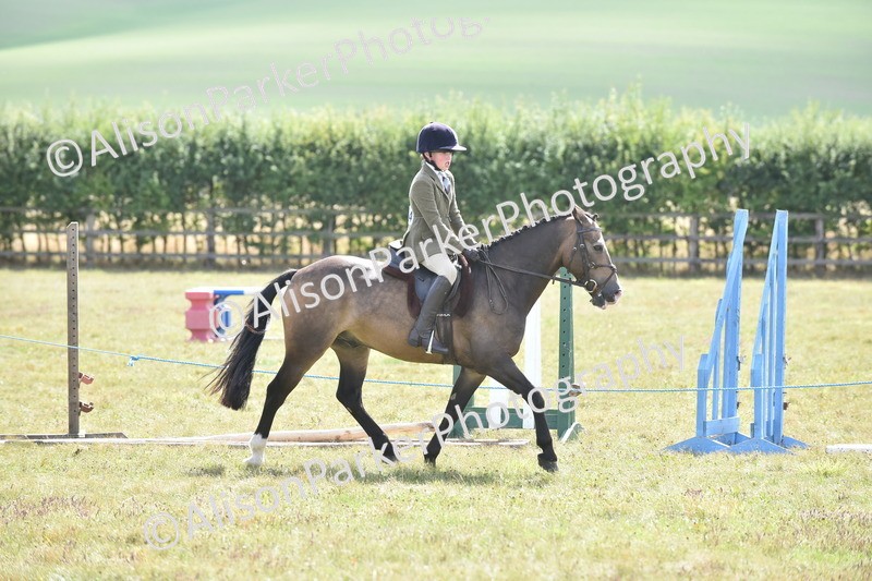 20250831-4109 - Class 13 - Working Hunter Horse or Pony