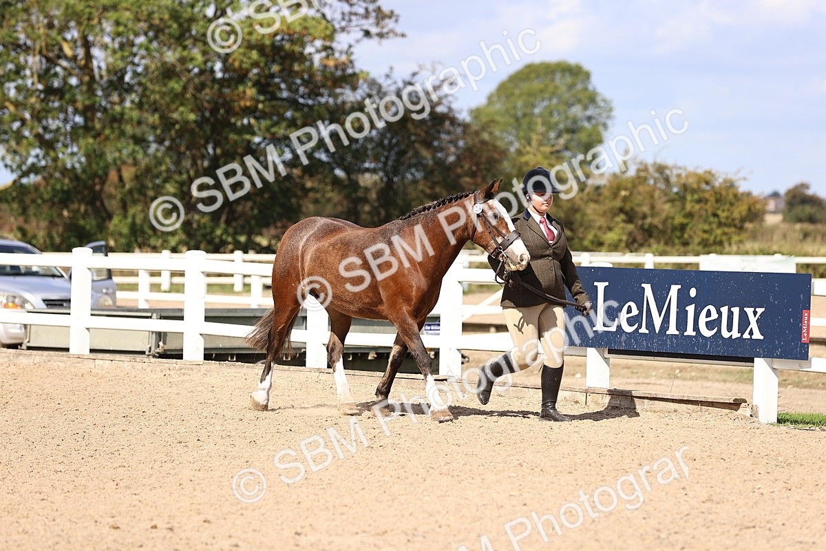 SBM_14262 - Class 411 - Prettiest Mare (IH OR Ridden) Adult