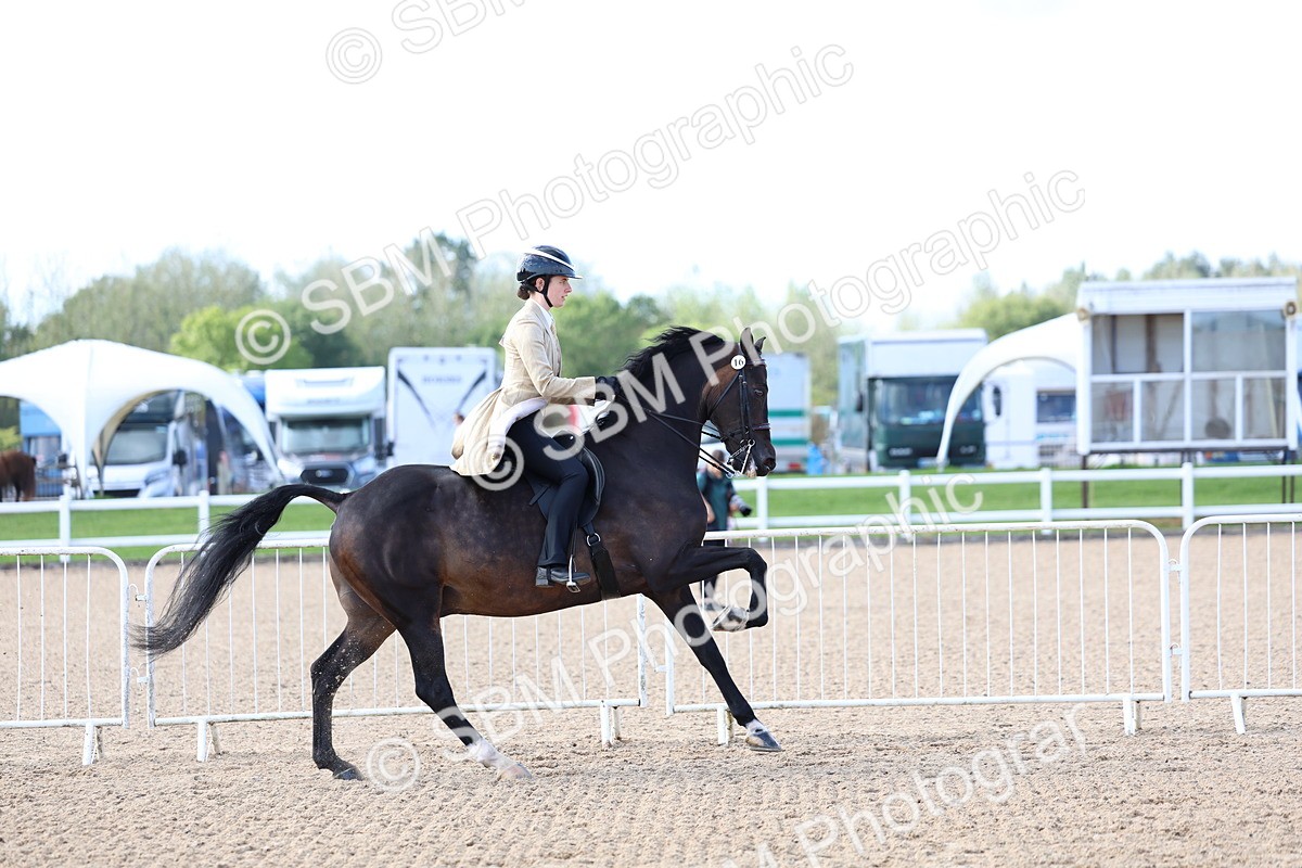 SBM_09117 - Class 303 - Ridden Pure Bred Horse Pony