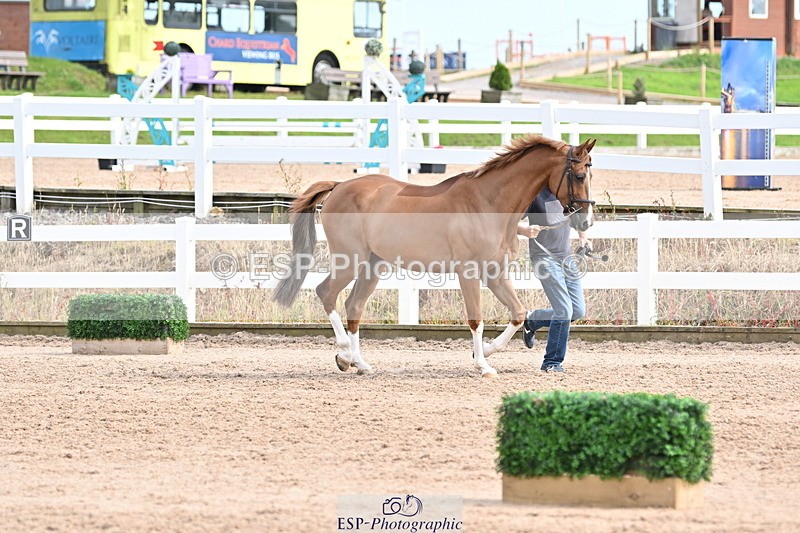 240717A-165420-03533 - Trot Up 4pm to 5pm