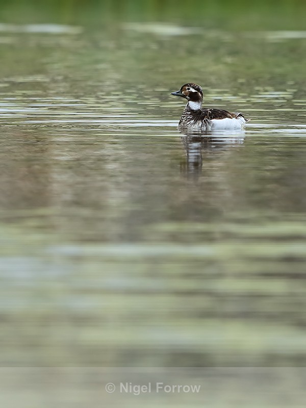 Female Long-tailed Duck, Iceland - Long-tailed Duck