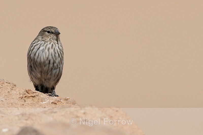 Plumbeous Sierra-Finch (female), front view, El Tatio, Chile - Plumbeous Sierra-Finch