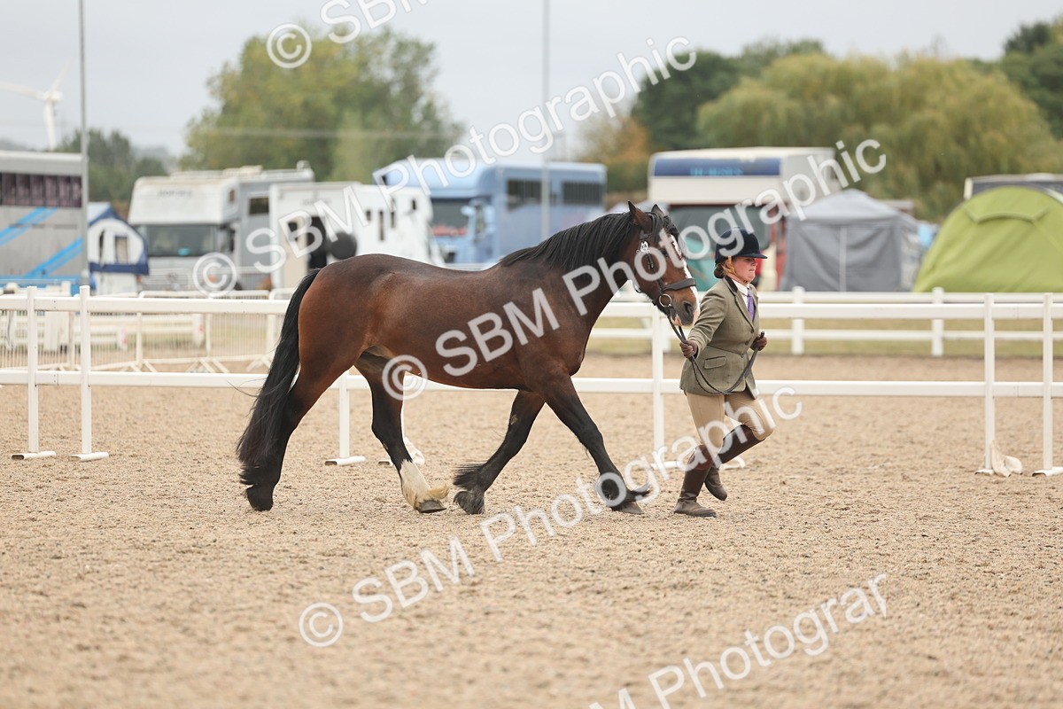 SBM_19835 - Class 318 - IH Part Bred Horse-Pony