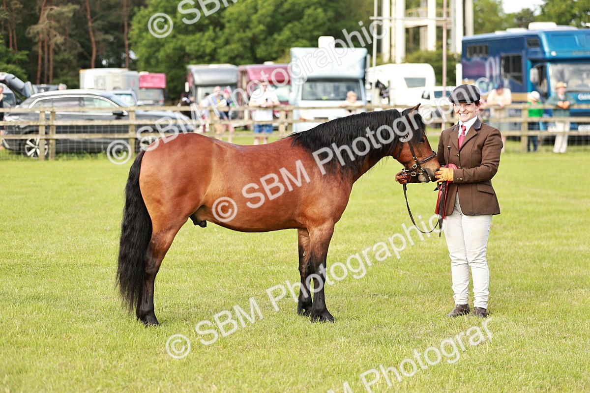 SBM_00539 - Class 14-23 - Mountain & Moorland In Hand Non Welsh