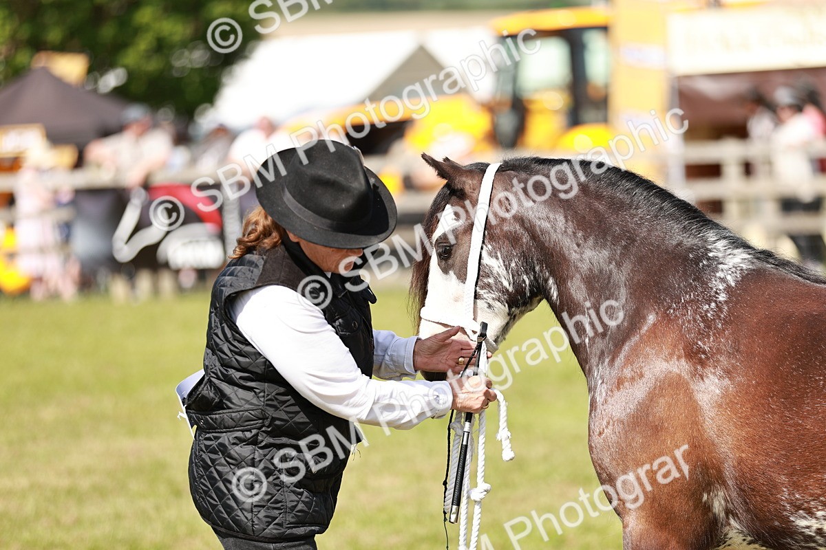SBM_08601 - Class 63-65 - Traditional Gypsy Cobs In Hand & Ridden