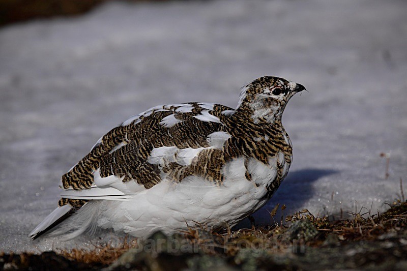 Female Grouse 1742 - Wildlife