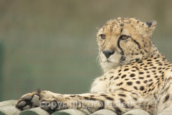 Mephisto, cheetah at WHF