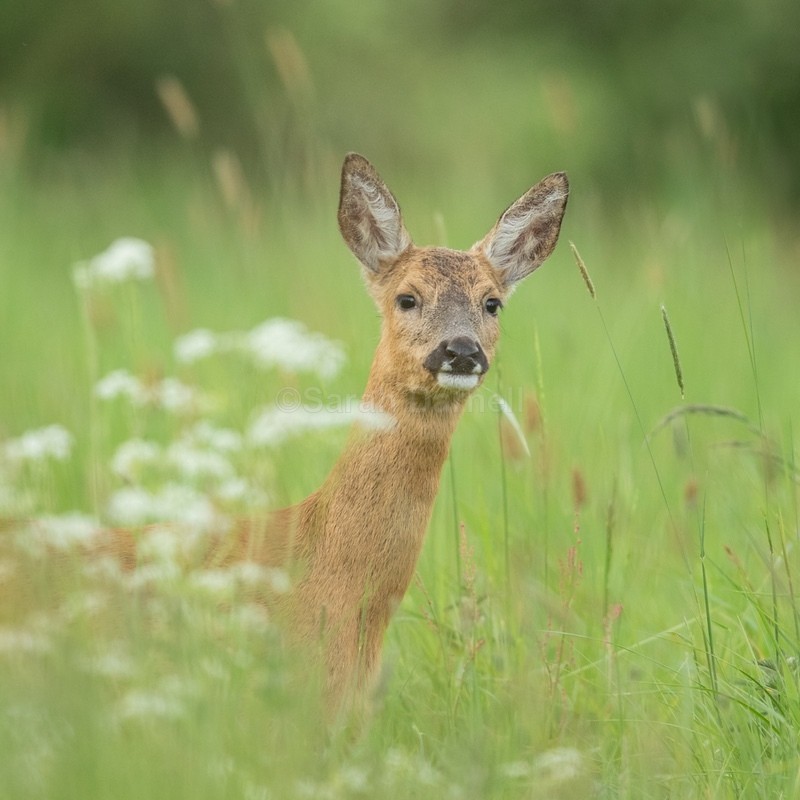 Roe Hind SD2540 - Greeting Cards