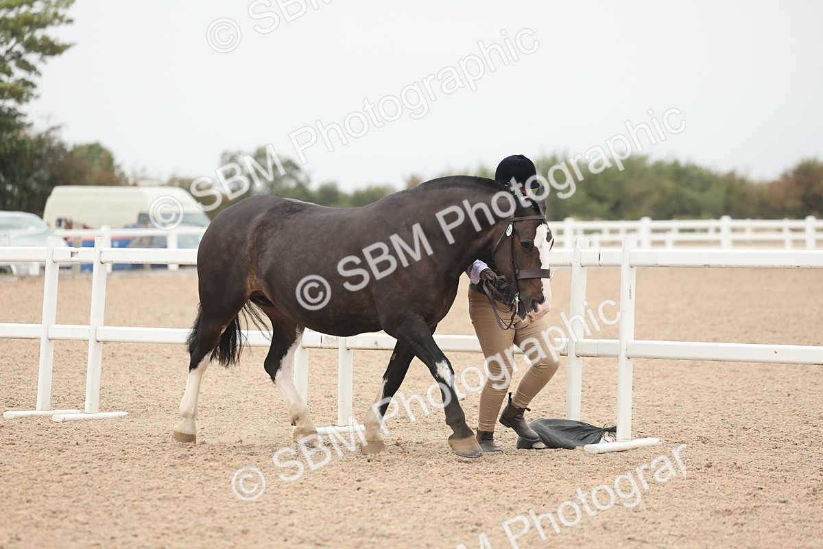 SBM_19925 - Class 318 - IH Part Bred Horse-Pony