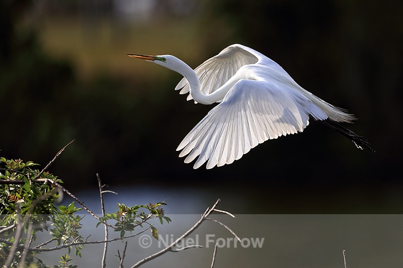 Great Egret approaches island, Venice Rookery, Florida - Great Egret