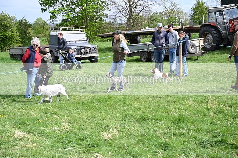 WJ6_8893 - Class 8 Best Working / Gun Dog or Bitch