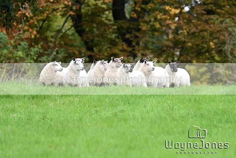 WJ7_4313 - Edited examples