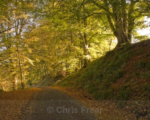 Autumn Lane - Traditional Landscapes