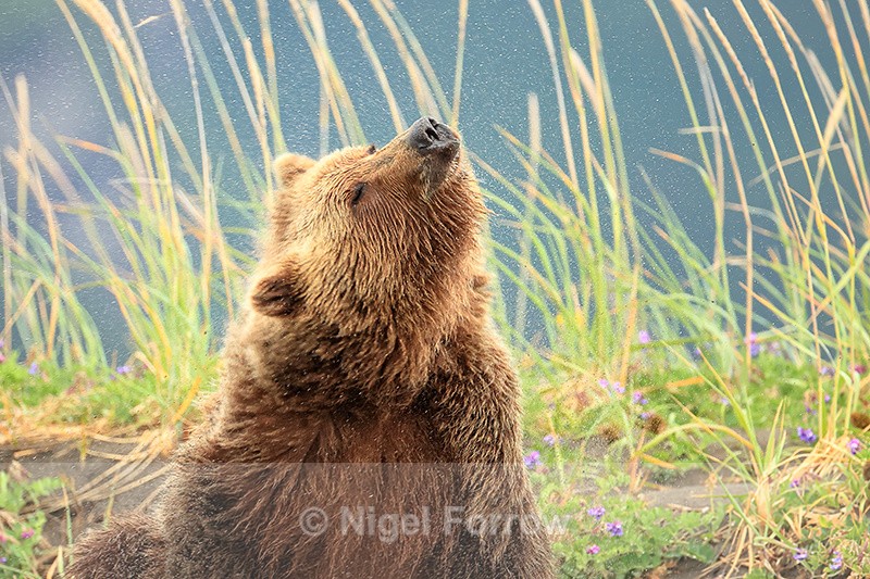 Brown Bear shaking itself, Silver Salmon Creek, Lake Clark NP, Alaska - Brown Bear