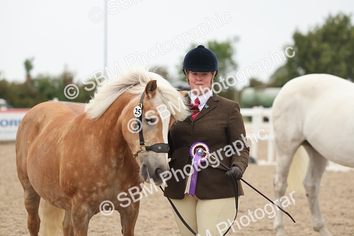 SBM_19452 - Class 317 - IH Pure Bred Horse-Pony