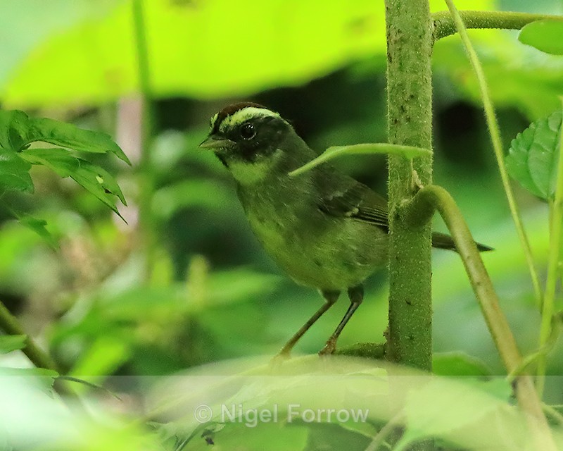 Black-cheeked Warbler, Pipeline Trail, Boquete, Panama - Black-cheeked Warbler