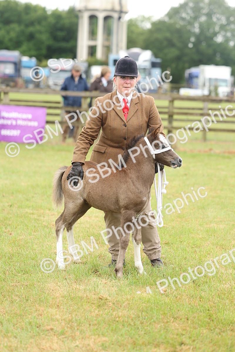 SBM_01692 - Class 50-57 - M&M Welsh Pony In Hand