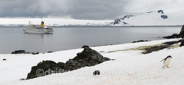 Half Moon Island - Antarctica