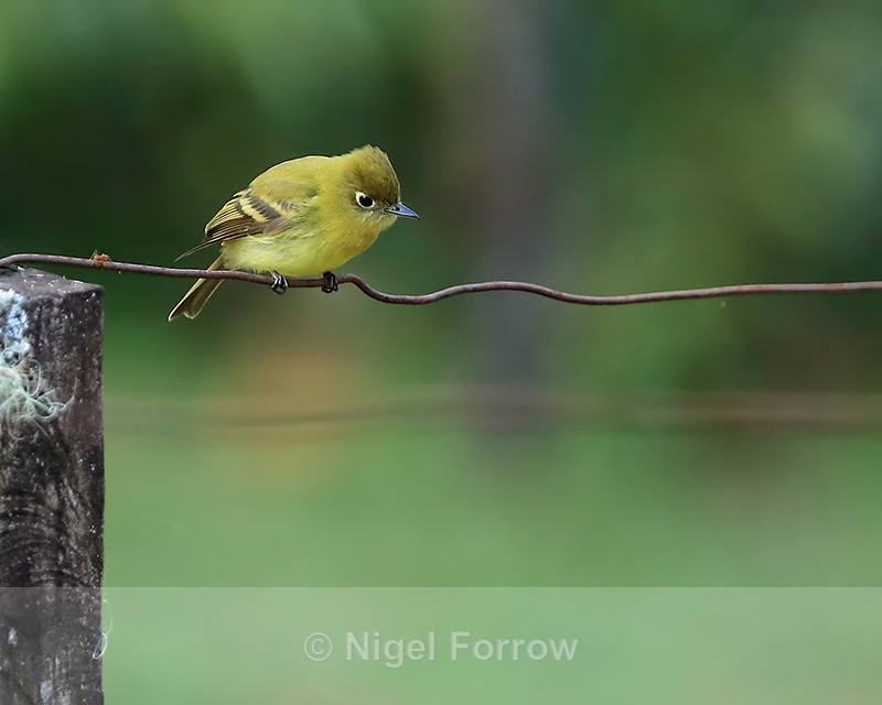 Yellowish Flycatcher looking for food, Costa Rica - Yellowish Flycatcher