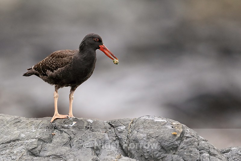 Juvenile Blackish Oystercatcher with limpet, Chanaral Island, Chile - Blackish Oystercatcher