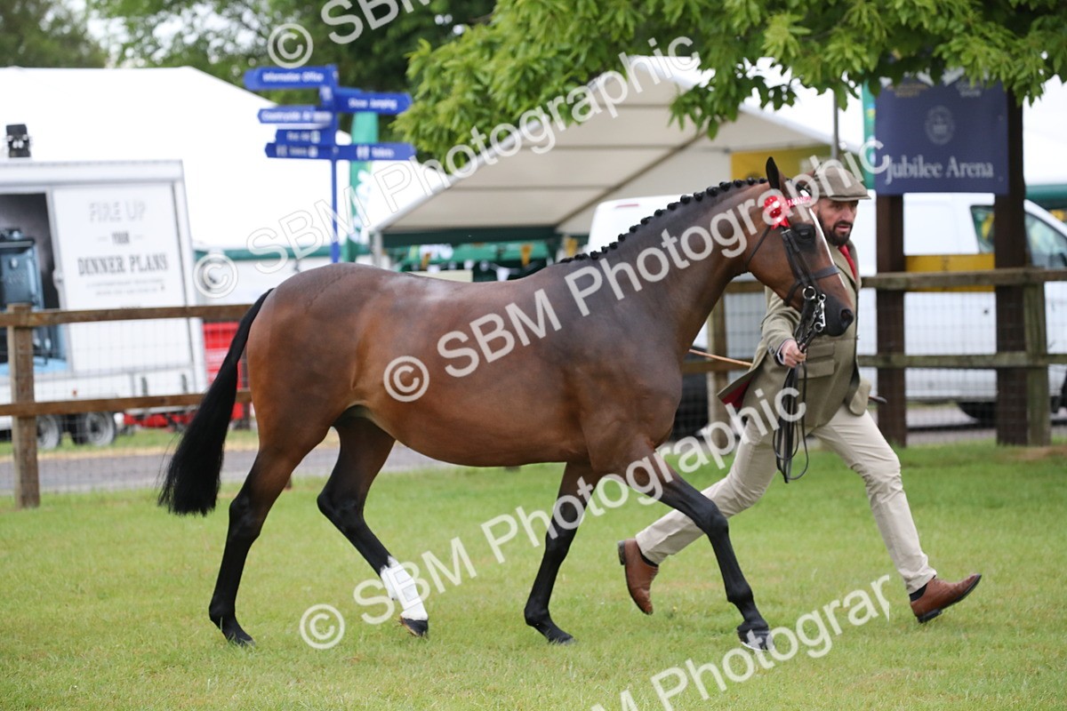 SBM_00123 - Class 17-20 - Arab & Part Bred - Anglo Arab In Hand