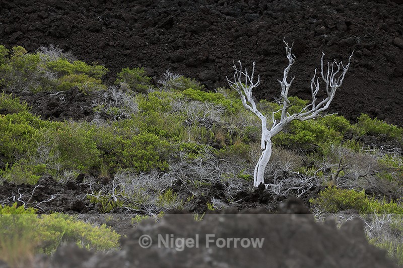 Lava field, Kealakomo Overlook, Hawaii - Hawaiian Islands, USA